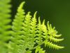 fern macro